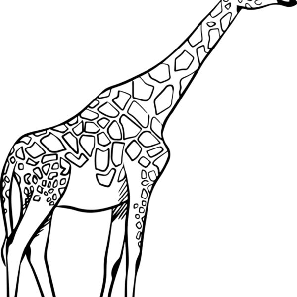 Giraffe   Clipart 2 Miniaturansicht